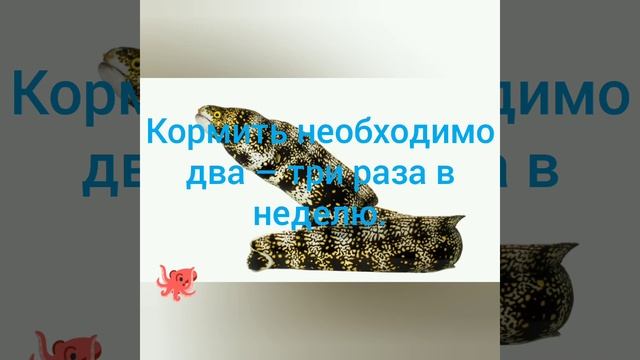 Снежная мурена Морской аквариум Биотоп 130 л. содержание смотреть онлайн