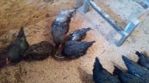 Вытяжка в курятнике.(Часть первая)