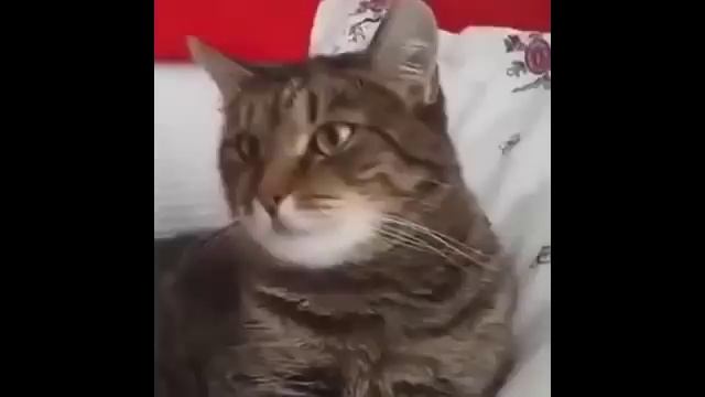 Петуния и кошка смотреть онлайн