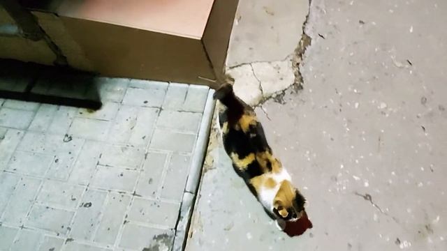 Трехцветный кот, рахат(центр) смотреть онлайн