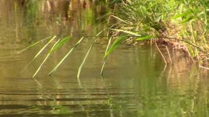 20_08_2020_Белый амур_Рыбалка на Третьей речке_Ставрополь.mp4