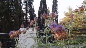 Санаторий Симеиз 2021