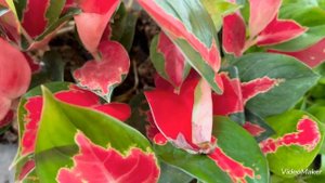 Диффенбахия Вайт Этна доступна каждому!