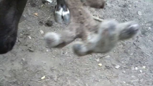 Так вот ты какой, северный олень! смотреть онлайн