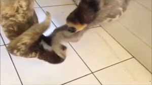 Поединок ленивцев