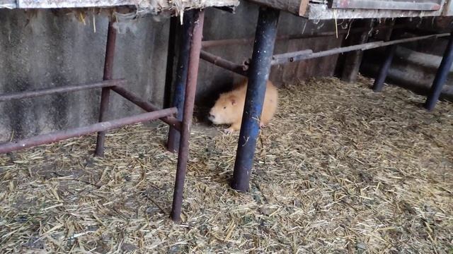 Как я создаю новою семью! почему так и не иначе? смотреть онлайн