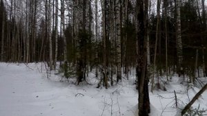 Охота с западно-сибирской лайкой зима 2023.