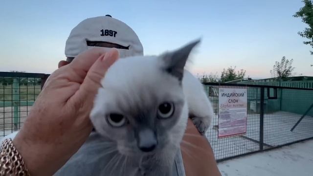 Маня как всегда позволяет первому поесть АЛЬФА-САМЦУ Степке))) смотреть онлайн