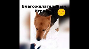 Кид #возьмисобакуизприюта #возьминепокупай #собака  #небольшая собака в добрые руки #москва