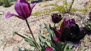 Тюльпан Королева ночи. Queen of Night tulip. Самый черный тюльпан в моей коллекции