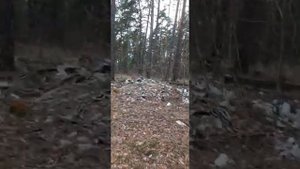 Володарский лес превратили в помойку