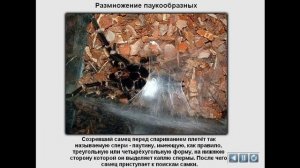 Паукообразные