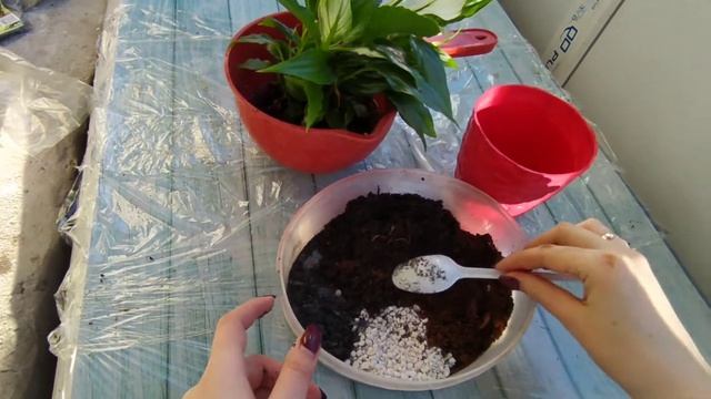 Спатифиллум - моя 5 попытка подружиться с этим цветком. смотреть онлайн