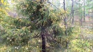 Север - 2021, сентябрь, фильм 10, заключительный.