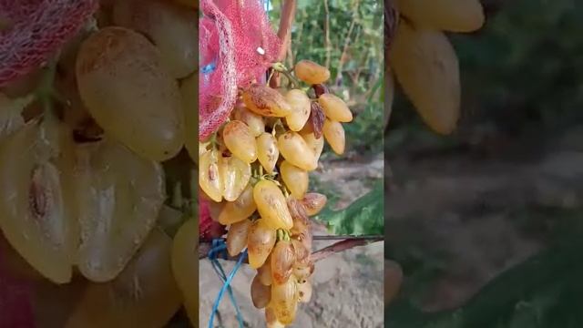 Сеянец винограда 2020 Памяти Негруля +  Мария. Виноградник Щереденкова В. А