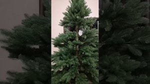 Царь Ёлка, ель Пандора, высота 230см, обзор