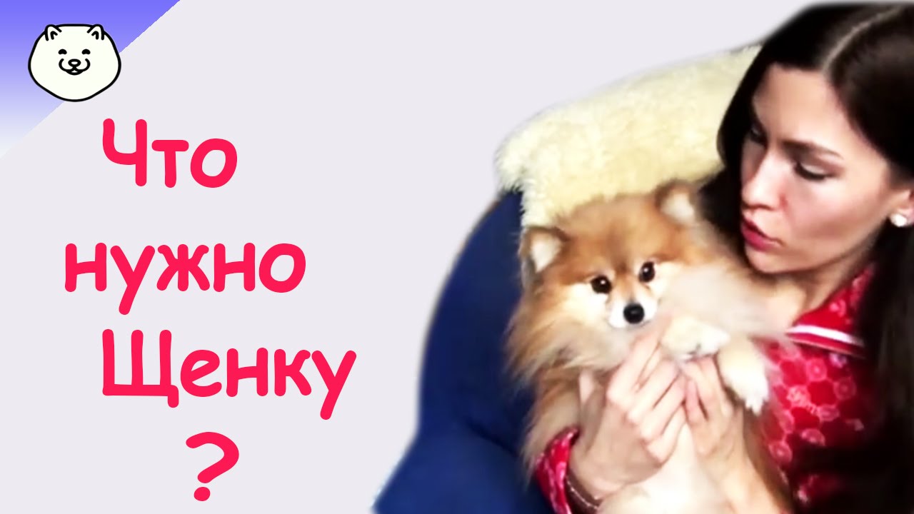 ЧтО НуЖнО ДлЯ ПоЯвЛеНиЯ ЩеНкА в ДоМе смотреть онлайн