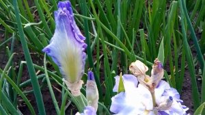 Японский плоский ирис