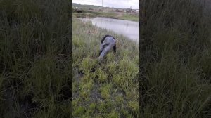 Ловим рыбу руками.