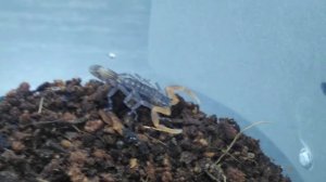 Lychas tricarinatus 2 линька