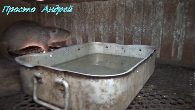 НУТРИЯ ОДИН САМЕЦ НА ВСЕХ САМОЧЕК смотреть онлайн