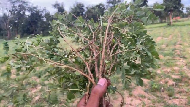 TEC BIGYAN ODIA LIVE | tecbigyan | tantra vidya | omkaar odia | tantra mantra odia | tbcodia live смотреть онлайн