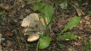 Отравление грибами в Воронежской области