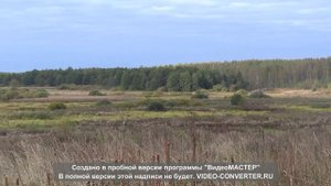 Посадка Ольхи.