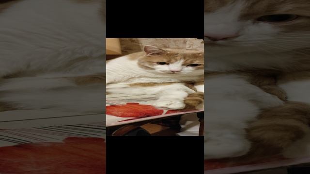 Кот Кока