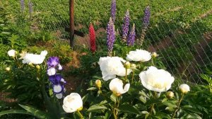 8 июня, обзор сада: цветут ирисы, пионы, люпины