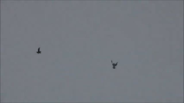 Голуби СВГ Антона смотреть онлайн