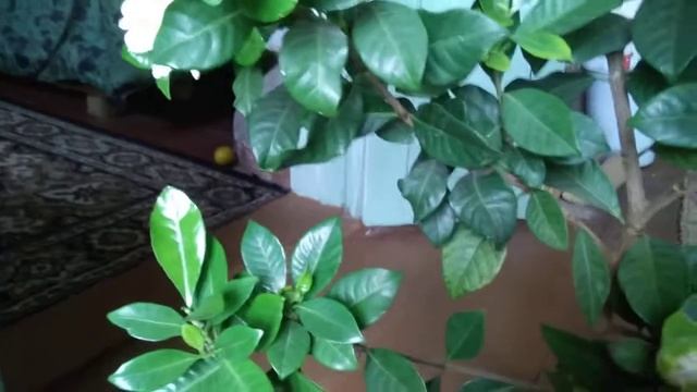 ГАРДЕНИЯ. Почему не рекомендуется обрезать гардению смотреть онлайн