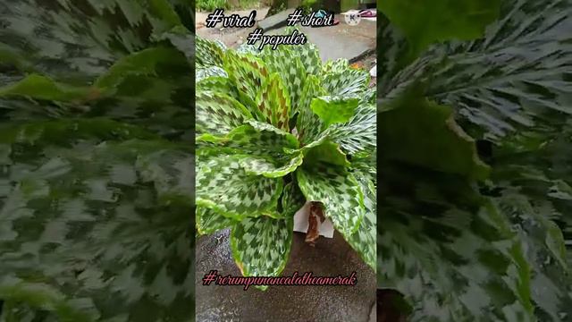 viral.. rerumpunan calathea merak