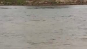 Ловля сазана на Нижней Волге