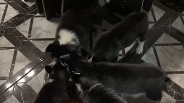 Кормление Хасят.Хасята-Хаски