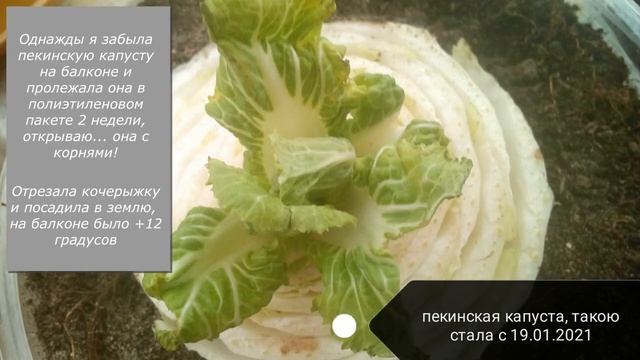 Мои растишки/ Пекинская капуста из кочерыжки смотреть онлайн