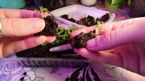 БАКОПА.КАК РАСПИКИРОВАТЬ БАКОПУ.2022.mp4