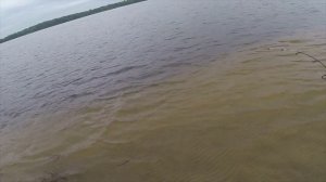 Ловля леща на течении с берега, видео rybachil.ru