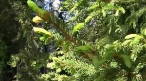 Марийские частушки под гармонь.