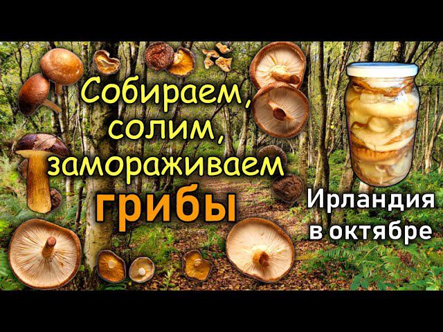 Ирландия / На охоту / Заготовка грибов/ Бабушкин секрет