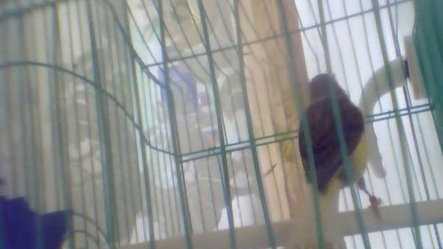 Кенар пестрый 2016 (лесной напев) смотреть онлайн