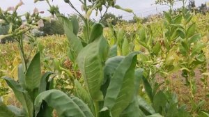 Обзор сорта табака Крупнолистный 1187