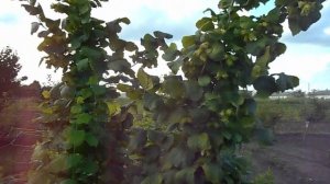 Фундук для средней полосы России Маточник Первенца