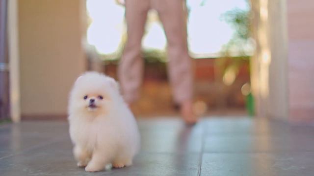 🐶💜 $120,000 hembra blanco con pedigree hija de padre importado koreano campeón joven mexicanoSER812 смотреть онлайн