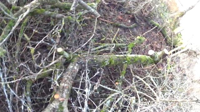 Пилю яблоню смотреть онлайн