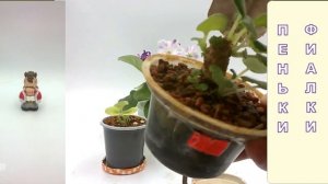 Фиалки размножаем пеньками