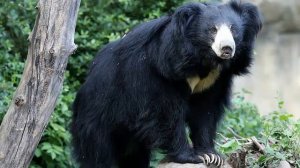 ГИМАЛАЙСКИЙ МЕДВЕДЬ - Азиатский йети