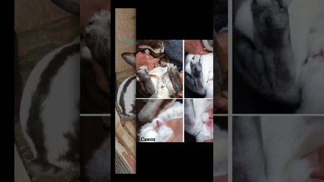 ##А вы можете определять пол кролика ## смотреть онлайн