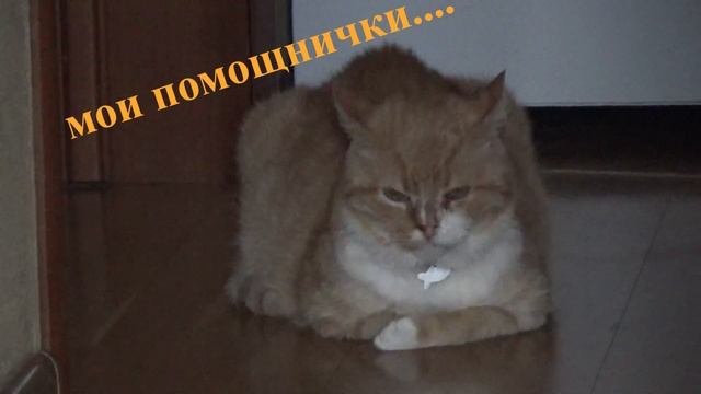 Петуния и т. д  черенками???Обзор заказа Мои Стеллажи с рассадой.Первая Стрижка  Лобелии?