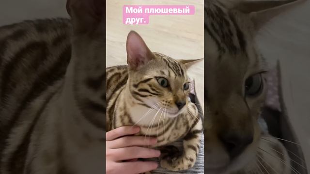 Ласковый Бенгальский котик .кошки животные бенгальский приколы